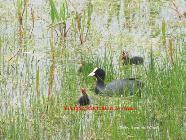 chambre htes les vert linettes  La baie de Somme